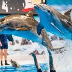 Dolphinarium Dolphin Show