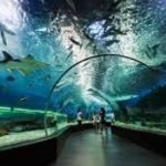Dubai Aquarium + Underwater Zoo Tour